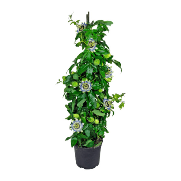 Bild 4 von GARDENLINE Balkon- und Terrassenpflanze