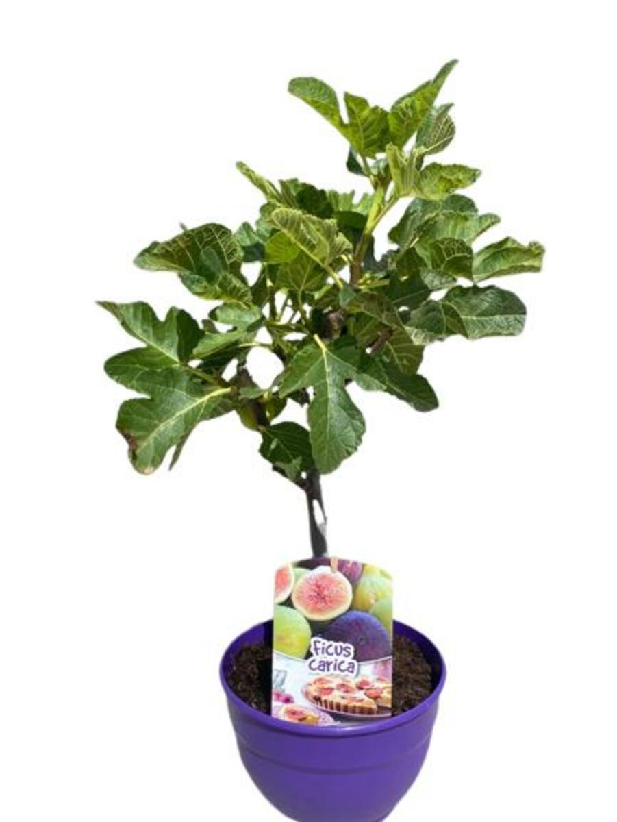 Bild 1 von Fruchtschale