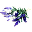 Bild 1 von Lavendelstrauß