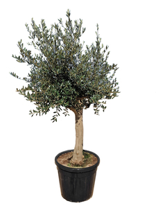Olea europaea Picual Olivenbaum 200-220 cm hoch 90 Liter Container
