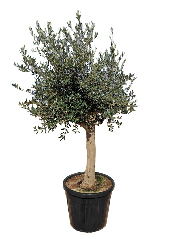 Bild 1 von Olea europaea Picual Olivenbaum 200-220 cm hoch 90 Liter Container