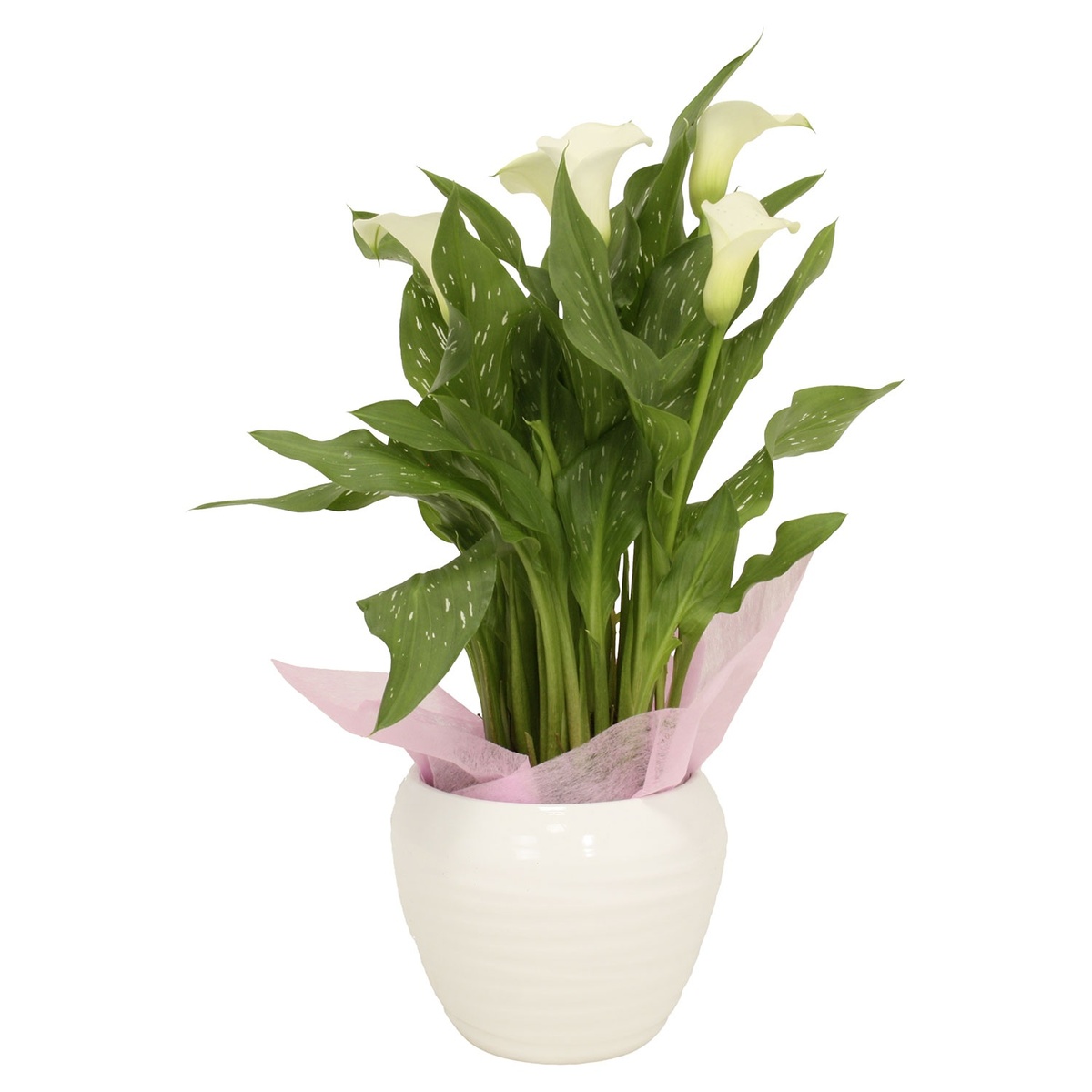 Bild 1 von GARDENLINE Muttertagsarrangement