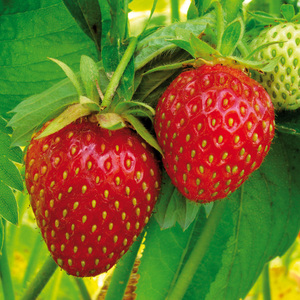 Finest Garden Erdbeer-Besonderheiten