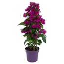 Bild 1 von GARDENLINE Bougainvillea-Pyramide