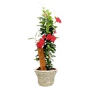 Bild 3 von GARDENLINE Muttertagsarrangement