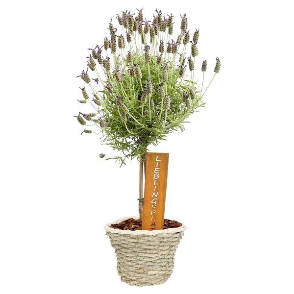 Bild 2 von GARDENLINE Muttertagsarrangement