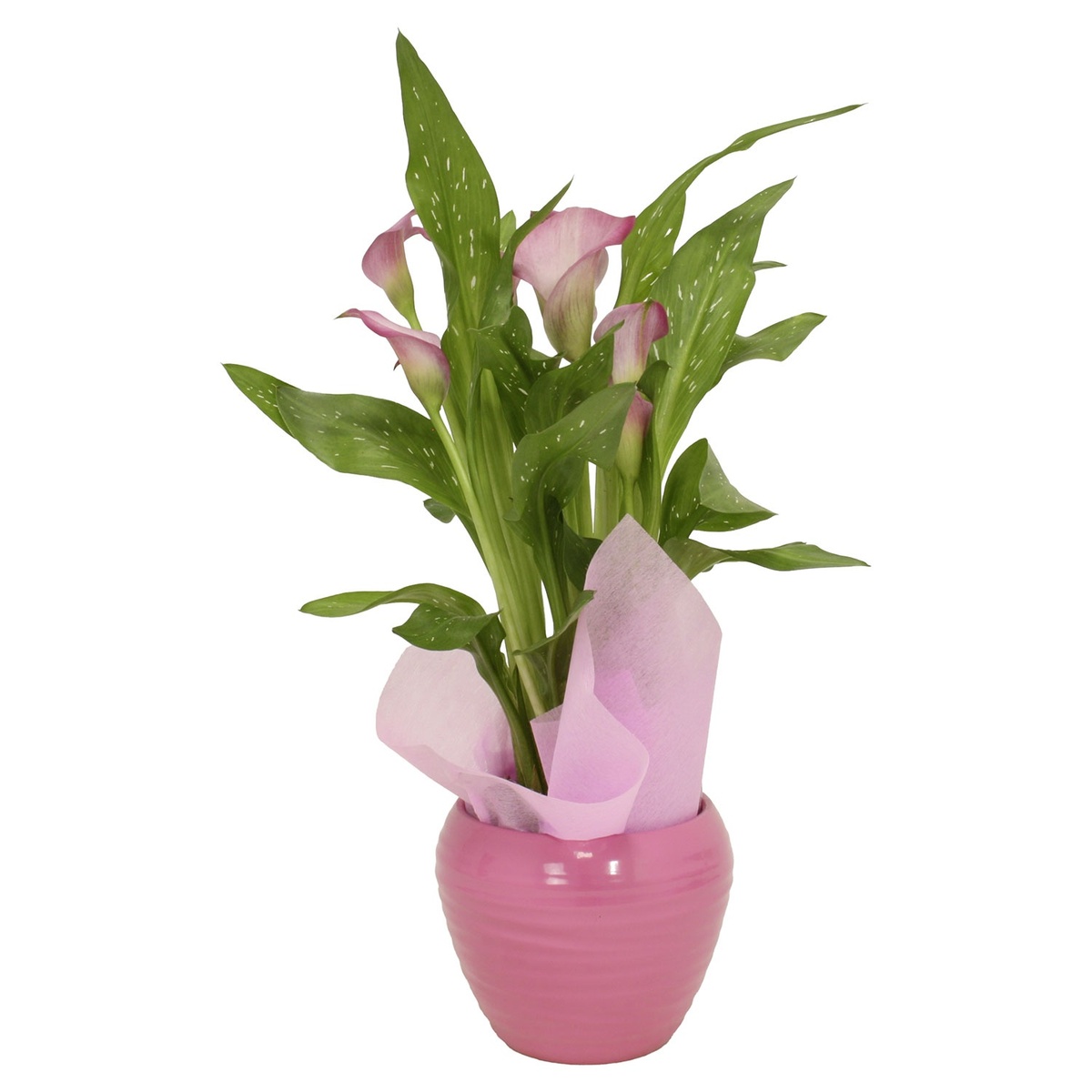 Bild 2 von GARDENLINE Muttertagsarrangement