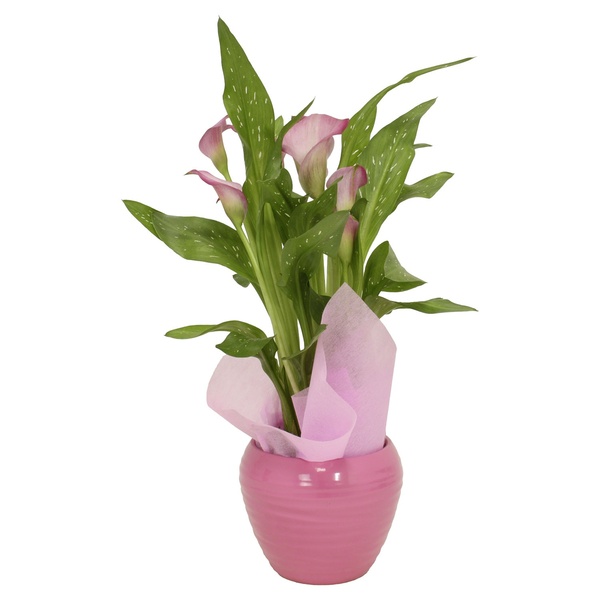 Bild 2 von GARDENLINE Muttertagsarrangement