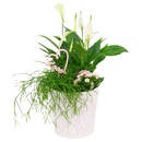 Bild 4 von GARDENLINE Muttertagsarrangement