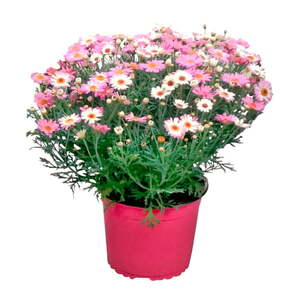 Margeriten-Busch  im 19 cm Topf