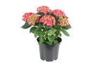 Bild 1 von Ballhortensie  versch. Farben