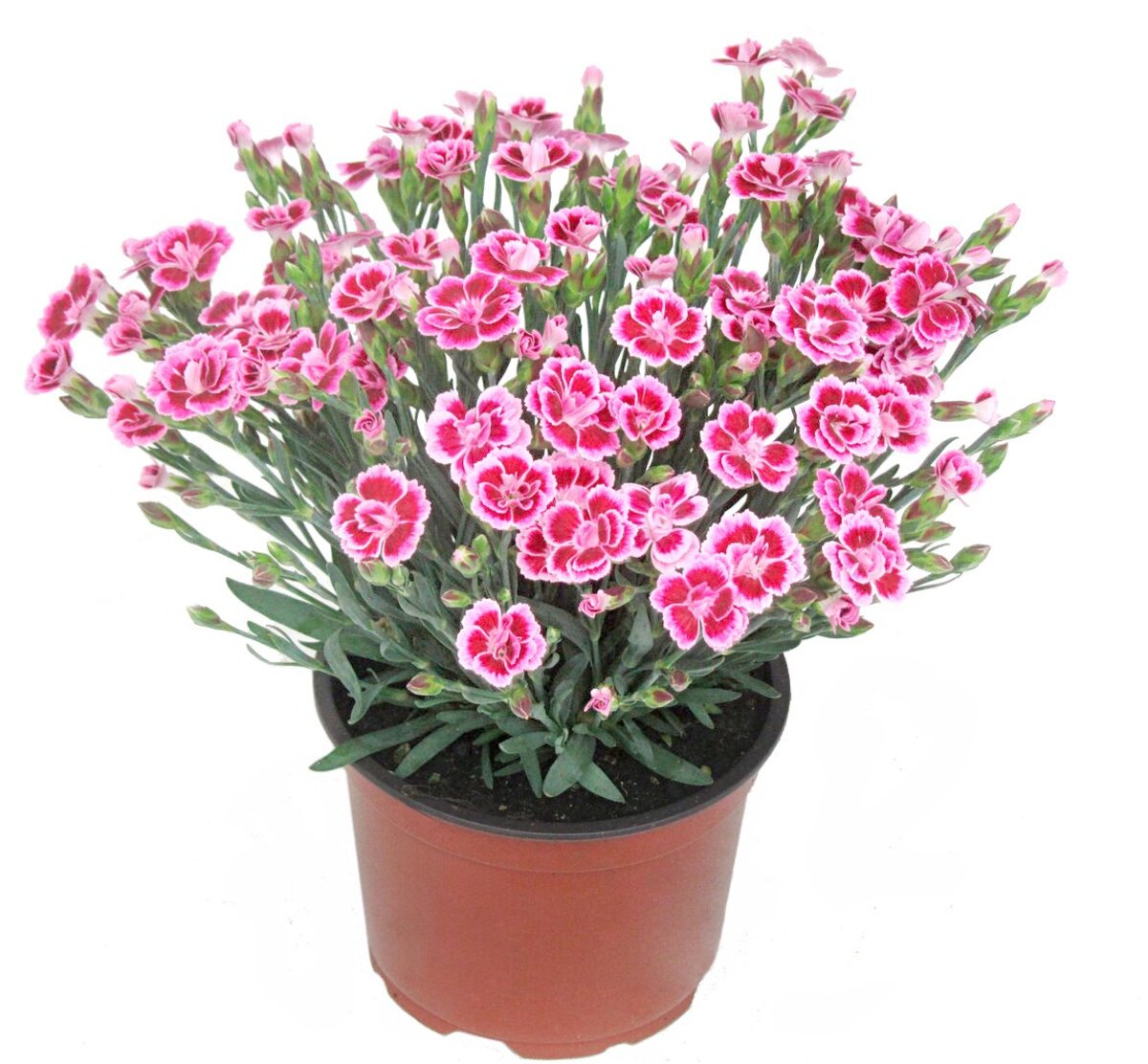 Bild 1 von Nelke Dianthus 'Pink Kisses'