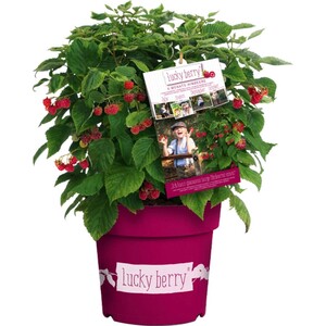 GROW by OBI Brombeere "Lucky Berry" Höhe ca. 40 - 60 cm Topf ca. 4,6 l