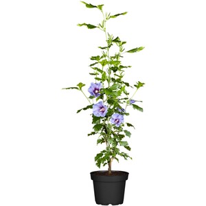 OBI Roseneibisch Blau Höhe ca. 30 - 40 cm Topf ca. 3 l Hibiscus