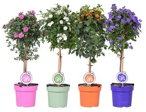 Terrassenpflanze  im 19 cm Topf