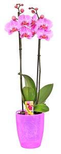 Orchidee Phalaenopsis  im 12 cm Topf