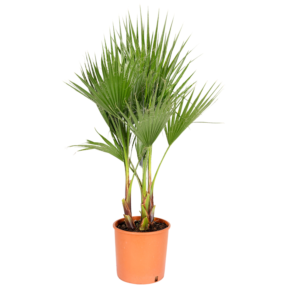 Bild 1 von Palme viele Sorten