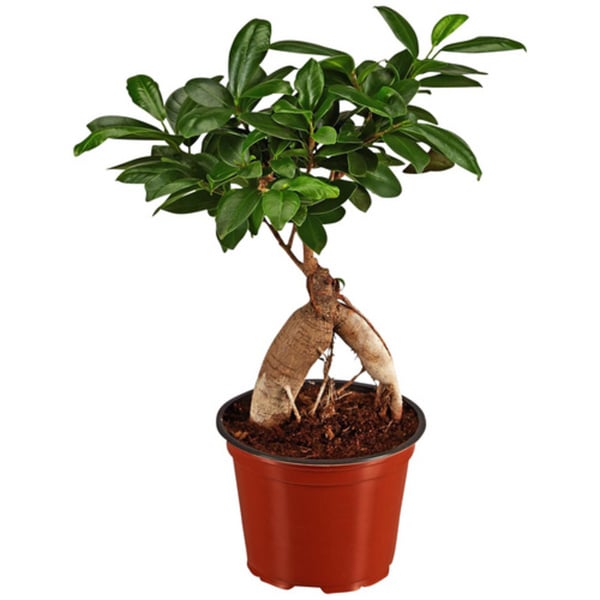 Bild 1 von Feigen-Bonsai, Ficus microcarpa »Ginseng«, im Kunststoff-Kulturtopf