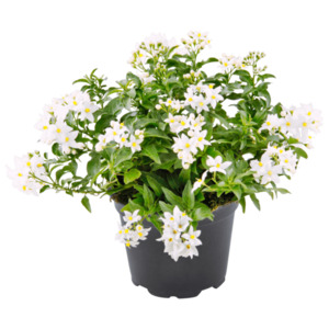 Sommerjasmin oder Petunie »Raintastic«