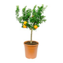 Bild 4 von GARDENLINE Mediterranes Stämmchen