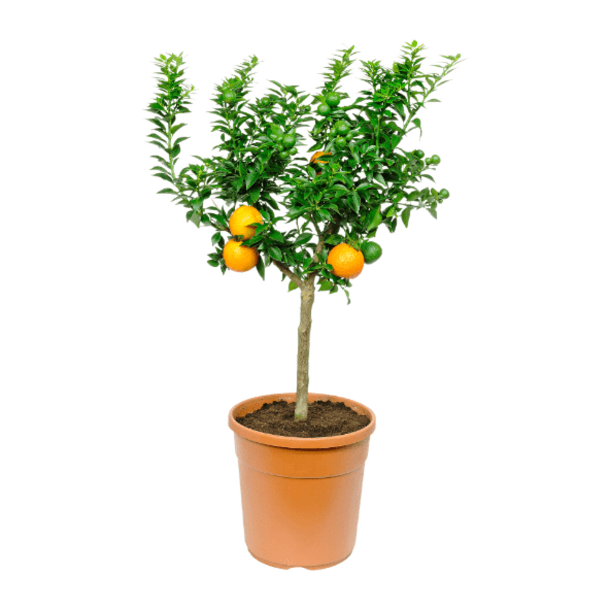 GARDENLINE Mediterranes Stämmchen von ALDI Nord ansehen!