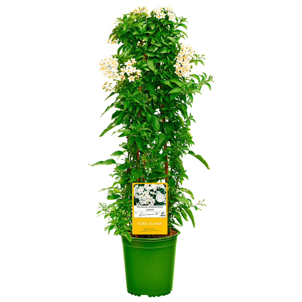 Bild 1 von Terrassenstamm