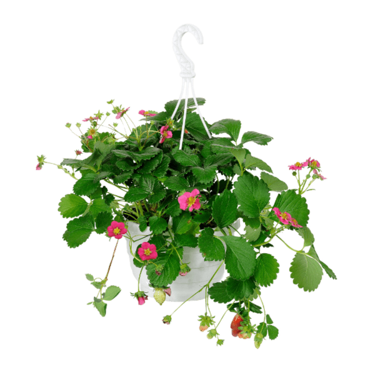 Bild 4 von GARDENLINE Erdbeerampel