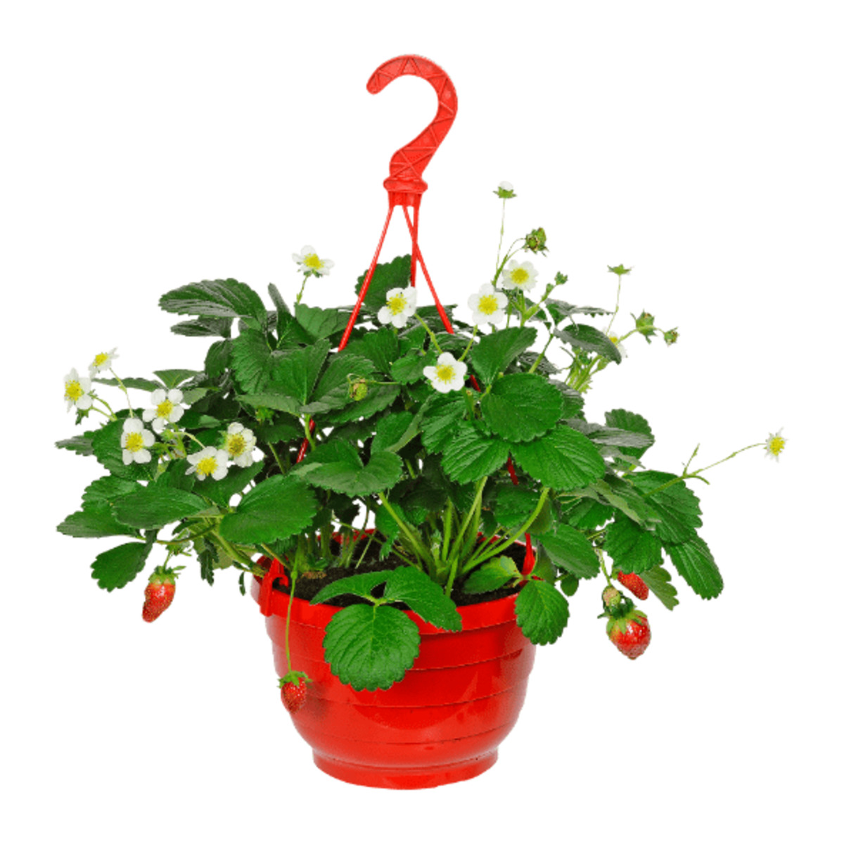 Bild 2 von GARDENLINE Erdbeerampel