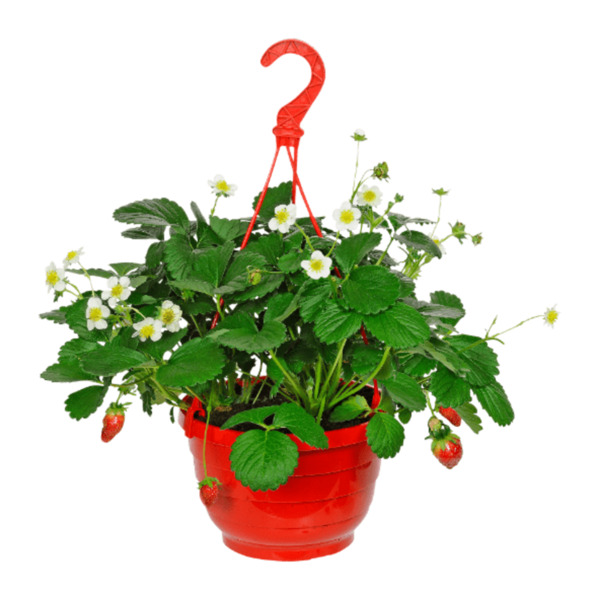 Bild 2 von GARDENLINE Erdbeerampel