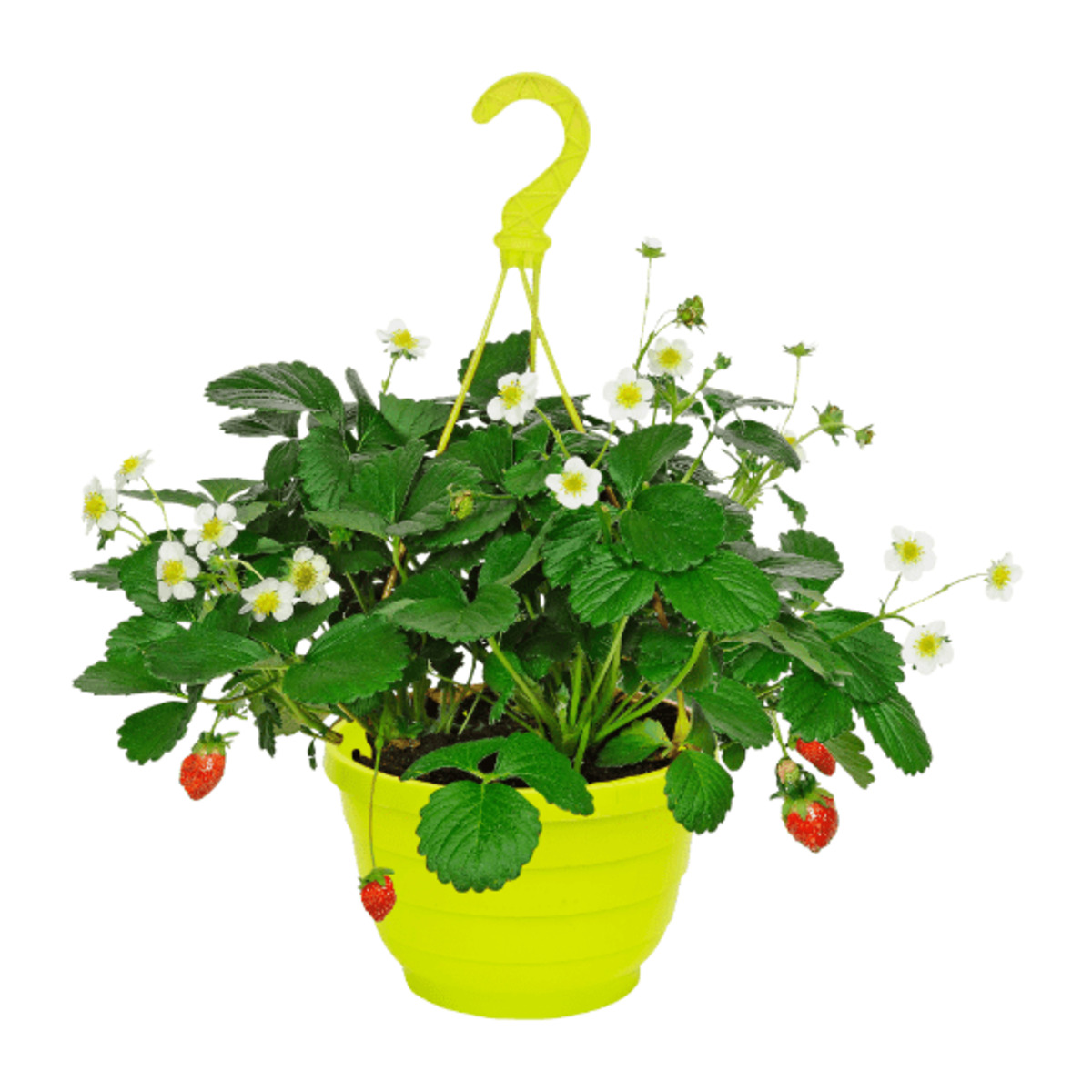 Bild 3 von GARDENLINE Erdbeerampel