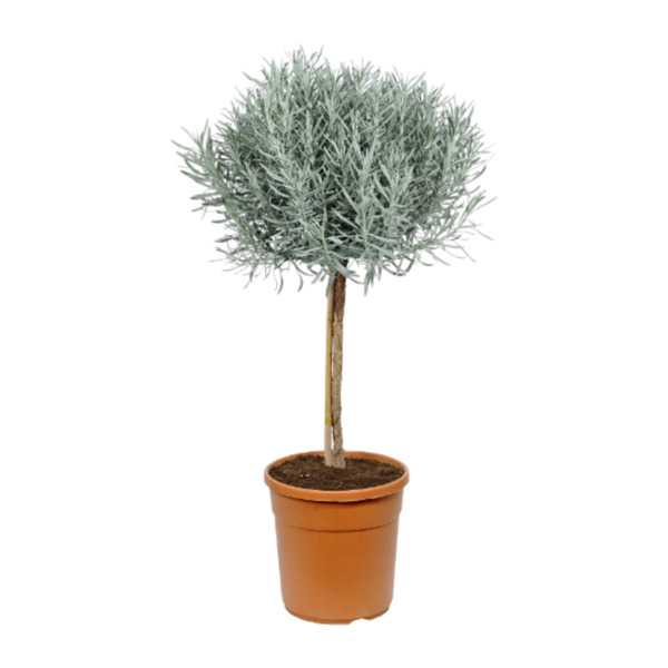 GARDENLINE Mediterranes Stämmchen von ALDI Nord ansehen!