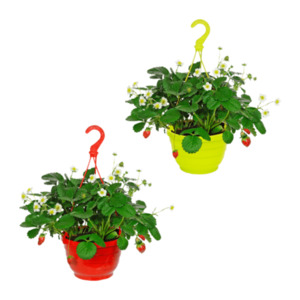 GARDENLINE Erdbeerampel
