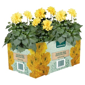 GARDELINE Balkon- und Kübelpflanzen, 6er-Tray