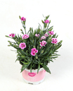 Bild 1 von Nelke Dianthus 9 cm Topf