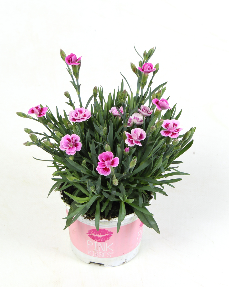 Bild 1 von Nelke Dianthus 9 cm Topf