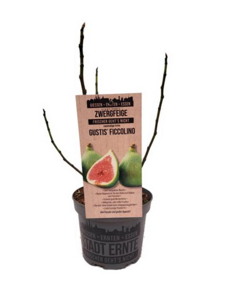 Bild 1 von Feigenbaum Ficus carica Ficcolino Stadt Ernte H ca 20 cm 17 cm Topf