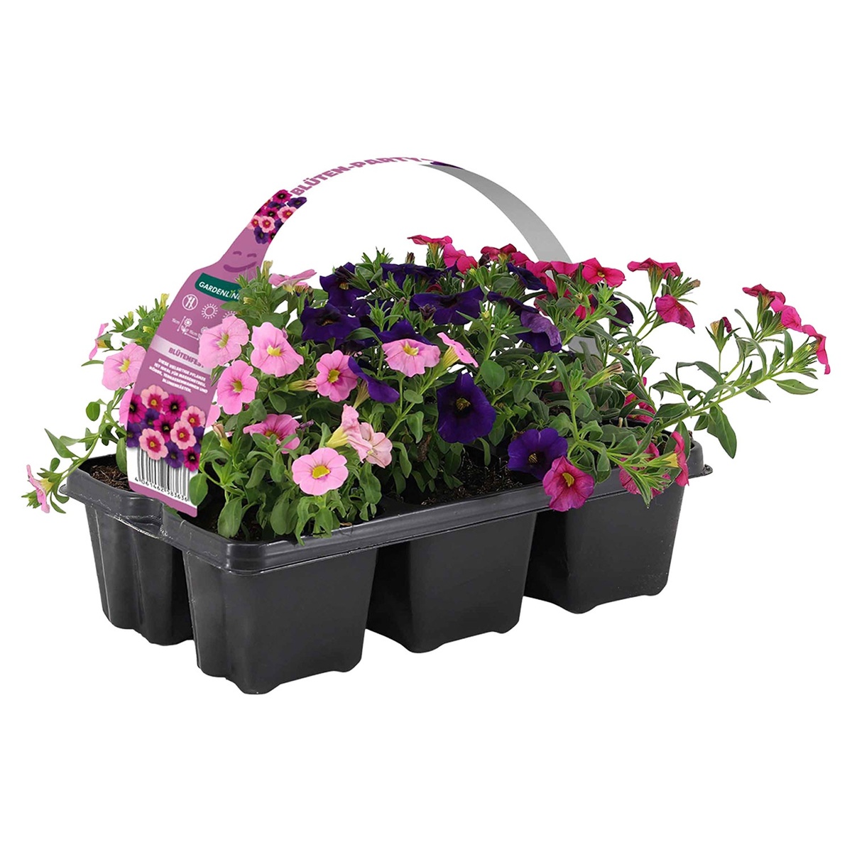 GARDENLINE Beet und Balkonpflanzen, 6erTray von ALDI SÜD ansehen!
