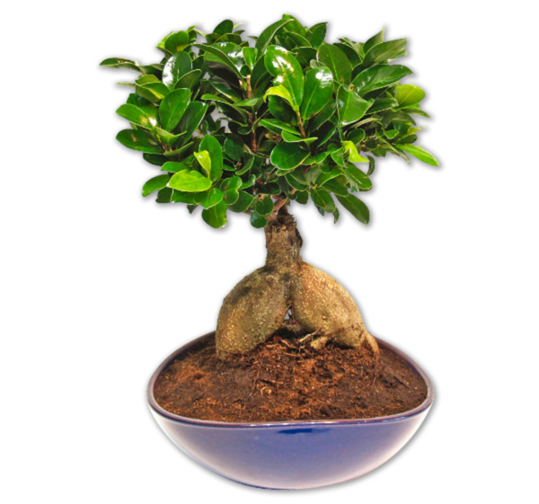 Bild 1 von Ginseng Bonsai*