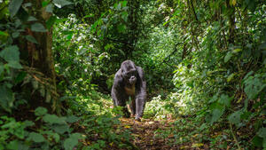 Rundreisen Kenia & Uganda: Erlebnisreise von Nairobi bis Entebbe inkl. Schimpansen- und Gorilla-Trekking