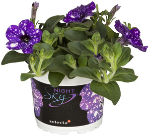 Petunie Petunia 12 cm Topf