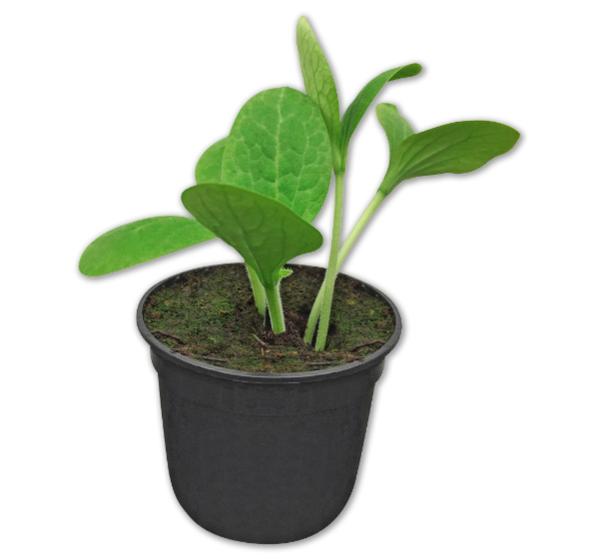 Bild 1 von Gemüsepflanze*