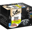 Bild 1 von Sheba Katzenfutter Sauce Lover Feine Vielfalt, 12er Pack