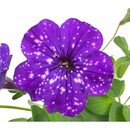 Bild 3 von GROW by OBI Petunia Sternenhimmel Petunia-Hybride Topf Ø 12 cm