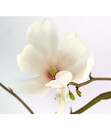 Bild 1 von Tulpen-Magnolie 'Alba Superba'