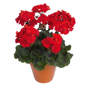 Stehende Geranien Höhe ca. 12 cm Topf-Ø ca. 15 cm Pelargonium zonale Hybride