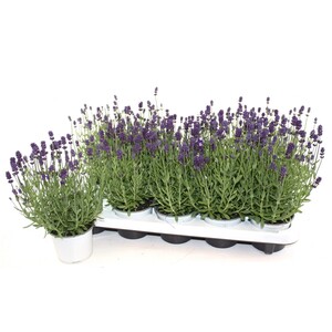 Echte Lavendel Lila Topf-Ø ca. 10,5 cm Lavandula angustifolia