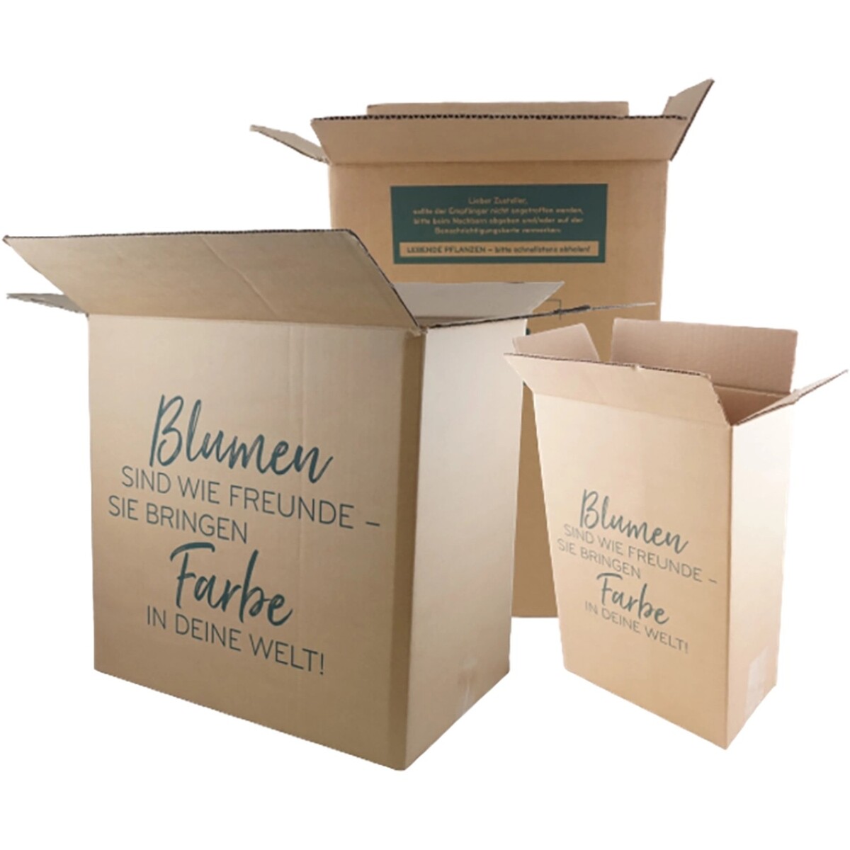 Bild 1 von Stauden-Nelke Pink Kisses® Rosa-Violett Topf-Ø ca. 10,5 cm Dianthus