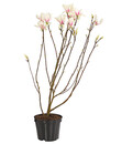 Bild 2 von Tulpen-Magnolie 'Alba Superba'