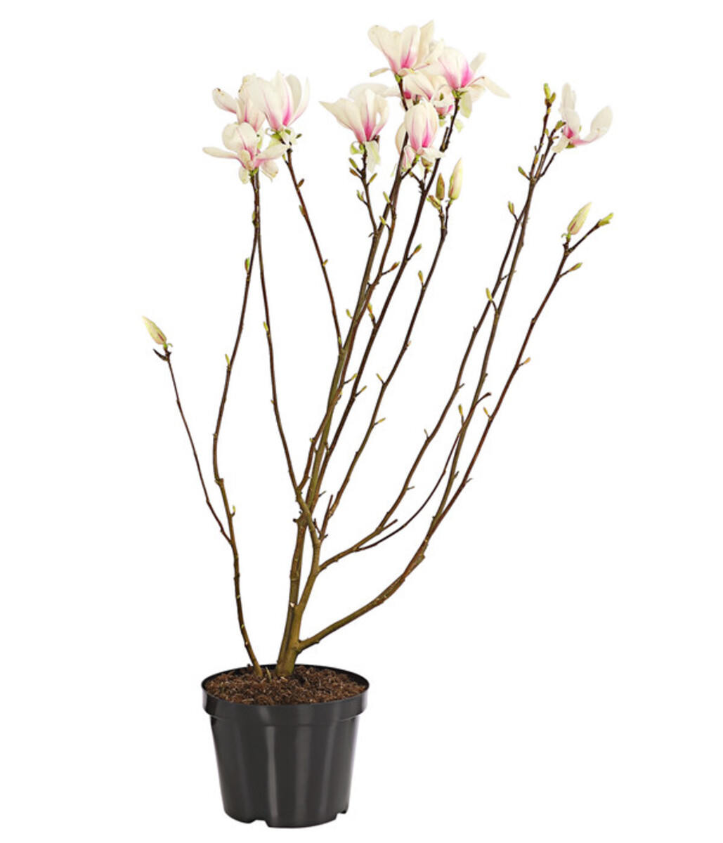 Bild 2 von Tulpen-Magnolie 'Alba Superba'