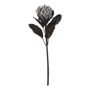 Protea ca.65cm, schwarz